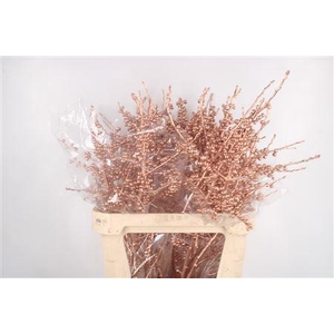 Ilex Vert.. Copper 75cm