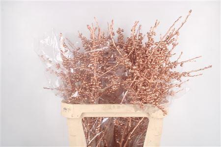 <h4>Ilex Vert.. Copper 75cm</h4>