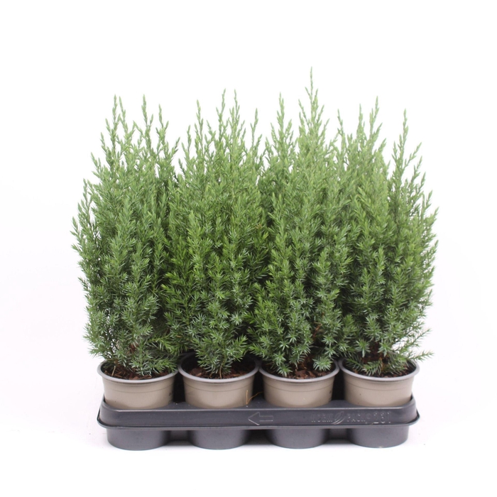 <h4>Juniperus chinensis Stricta</h4>