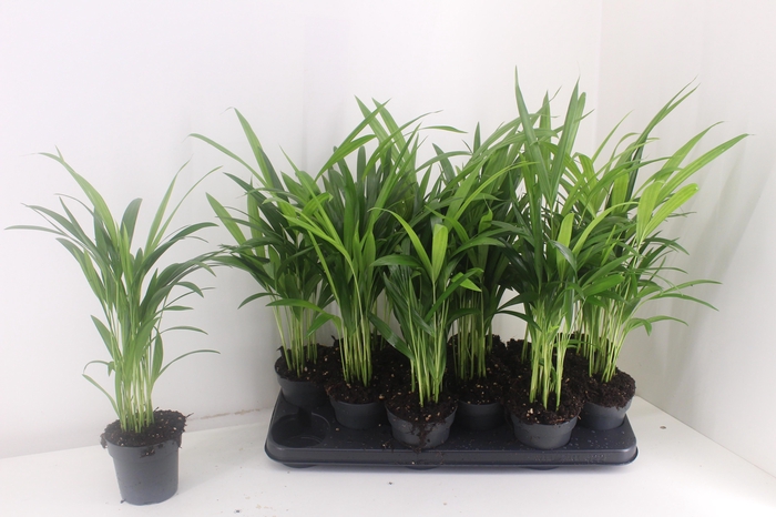 <h4>DYPSIS LUTESCENS</h4>