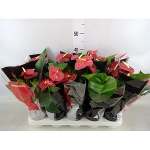 Anthurium andr. 'Royal Champion'