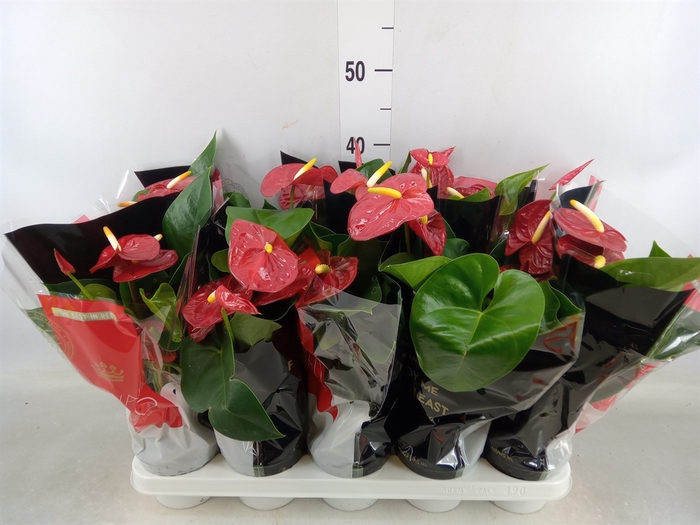 <h4>Anthurium andr. 'Royal Champion'</h4>