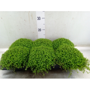 Soleirolia soleirolii   ...green