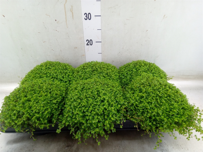 <h4>Soleirolia soleirolii   ...green</h4>