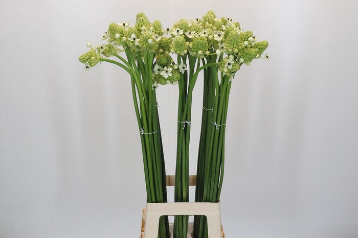 <h4>Ornithogalum saundersiae</h4>
