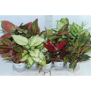 AGLAONEMA VARIADA P12 PREMIUM