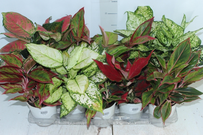 AGLAONEMA VARIADA P12 PREMIUM