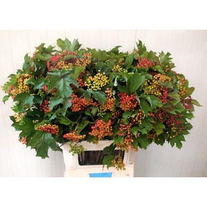VIBUR OP COMPACTUM