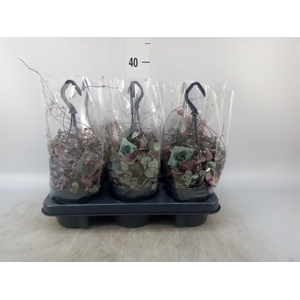 Ceropegia woodii ssp. woodii