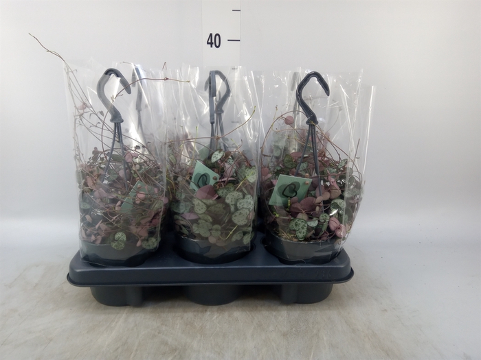<h4>Ceropegia woodii ssp. woodii</h4>