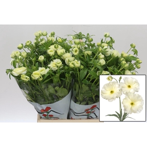 RAN BUTTERFLY GRACES