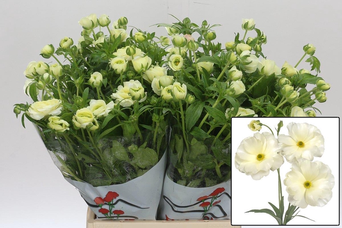 <h4>RAN BUTTERFLY GRACES</h4>