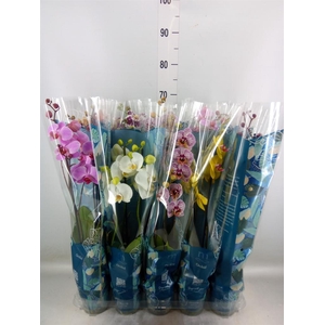Phalaenopsis   ...mix  5