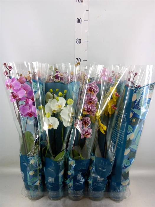 <h4>Phalaenopsis ...mix 5</h4>
