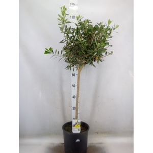 Olea europaea