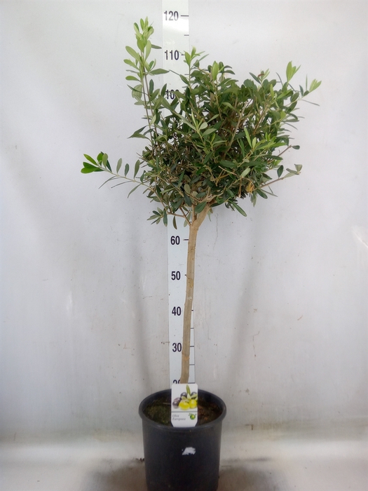 <h4>Olea europaea</h4>