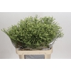 Limonium China Lemon