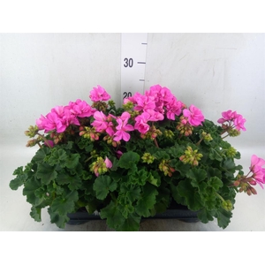 Pelargonium zona.   ...F1