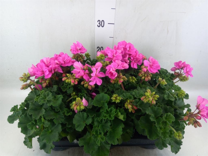 <h4>Pelargonium zona.   ...F1</h4>