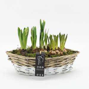 BLCR-2610 Bulbs creations