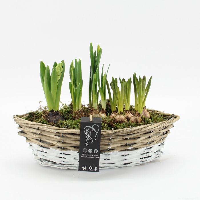 <h4>BLCR-2610 Bulbs creations</h4>