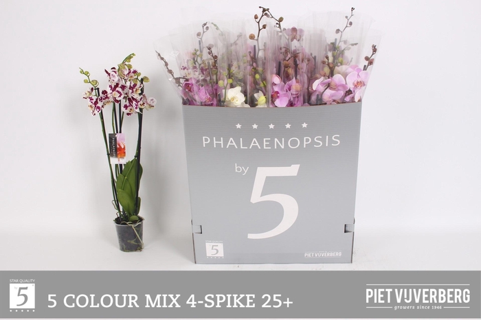 <h4>PHAL GEM 5 KL</h4>
