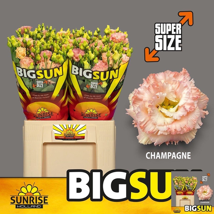 <h4>EUS G ALISSA CHAMPAG</h4>