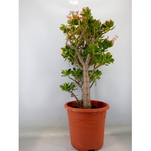 Crassula ovata 'Sunset'