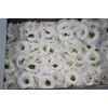 LISIANTHUS FLOR BRANCO