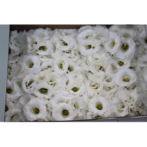 LISIANTHUS FLOR BRANCO