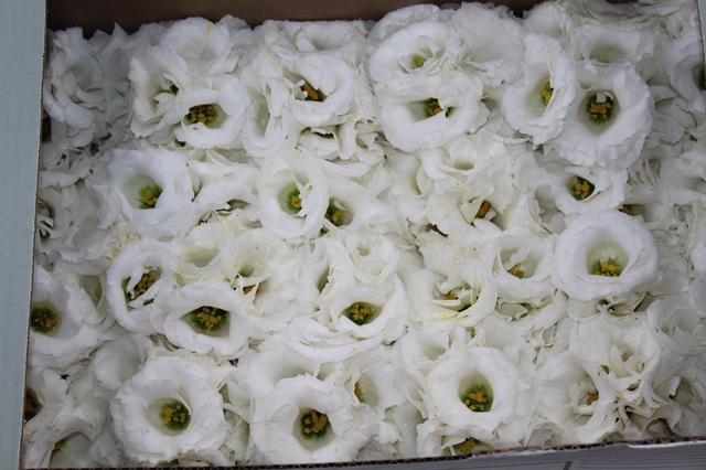 LISIANTHUS FLOR BRANCO