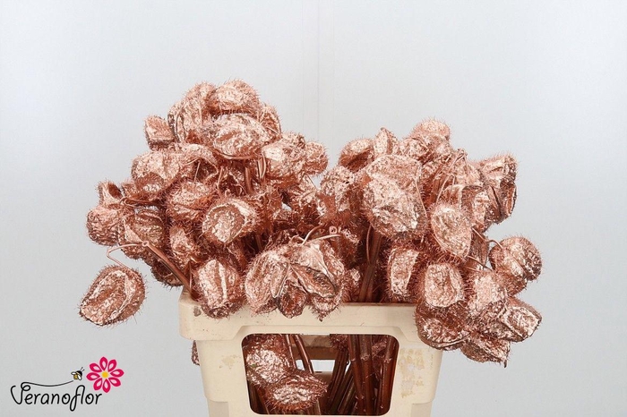 <h4>SNIJBLOEMEN KLB H%</h4>