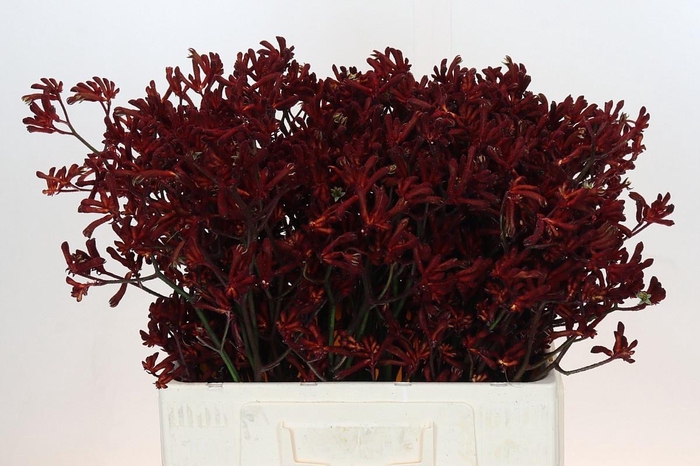 <h4>ANIGOZ BUSH RUBY</h4>