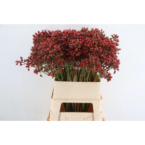 ROSA MAG SUNSET 090CM