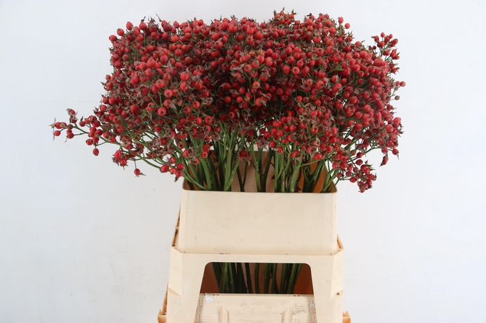 <h4>ROSA MAG SUNSET 090CM</h4>