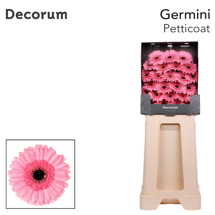 <h4>Germini Petticoat Diamond</h4>