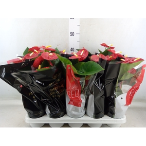 Anthurium andr. 'Royal Champion'