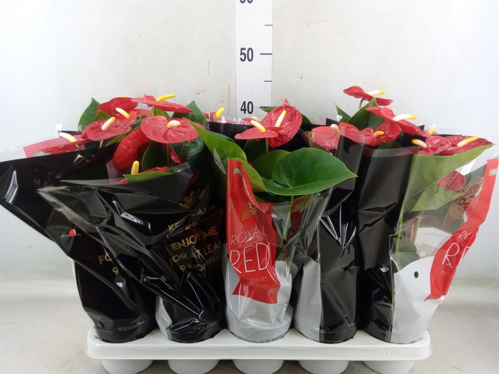 <h4>Anthurium andr. 'Royal Champion'</h4>