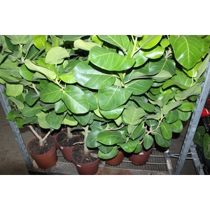 FICUS BENGHALENSIS AUDREY P23