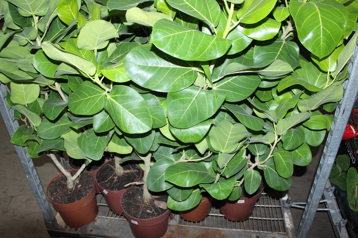 FICUS BENGHALENSIS AUDREY P23