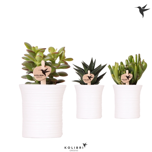 <h4>Kolibri Greens Succulenten mix in Furrow pot white</h4>