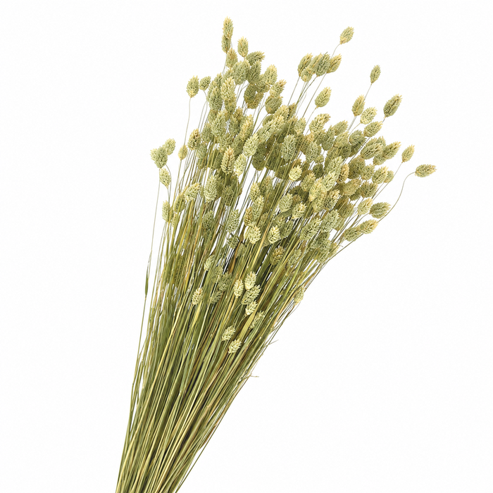 <h4>Dried Phalaris Canariensis Natural</h4>