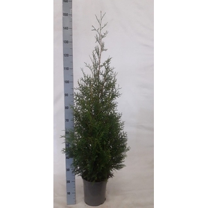 THUJA O BRABANT