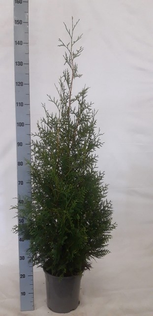 THUJA O BRABANT