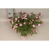 Calibrachoa Double Pink