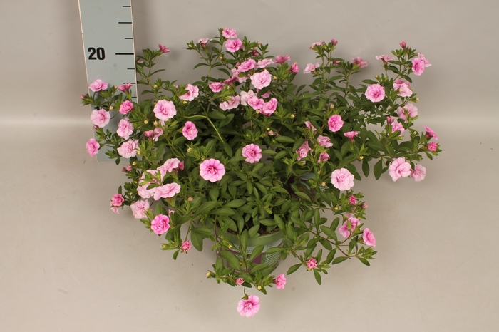 Calibrachoa Double Pink