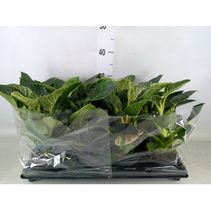 Philodendron   ...