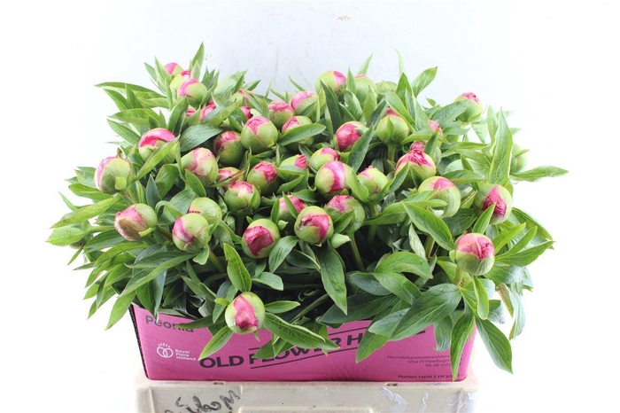 <h4>Paeonia L Flame</h4>