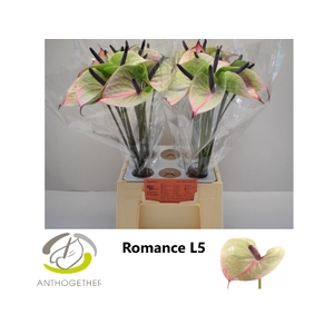 ANTH A ROMANCE IMP H20
