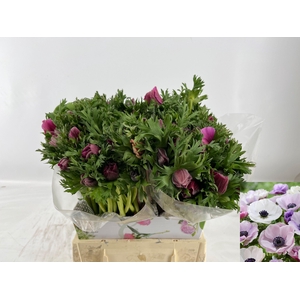 ANEM CO GALIL PASTEL